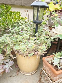 Tradescandia   rare in a big pot