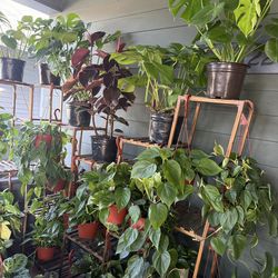 Tons of Indoor Plants for Sale