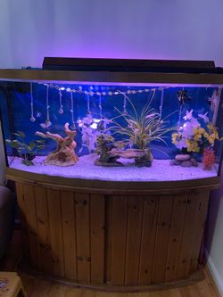 Fish tank