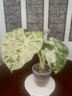 Alocasia Odara Batik