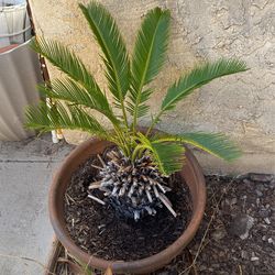 Sago Palm