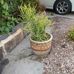Beautiful Plant 