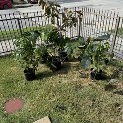 Plants