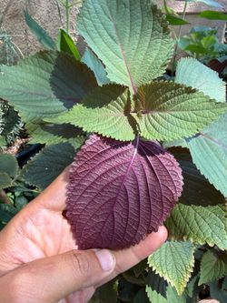 紫背韩国紫苏 Korean Perilla Plants for BBQ