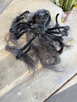 Black Spider With Web Adjustable Legs