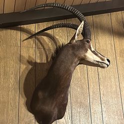 African sable Taxidermy 