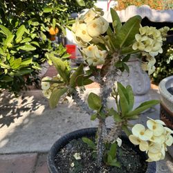 CORONA DE CRISTO