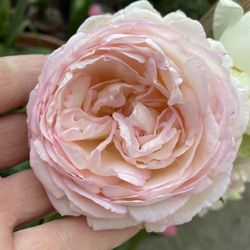 EDEN  CLIMBER ROSE PLANT, IN BIG 15 Gallons Pot Pick Up Only