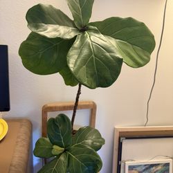 Fiddle Leaf Fig Plant 