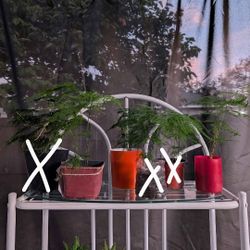 Asparagus Ferns | Indoor Plants | Cute Ferns