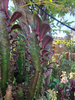 African milk tree