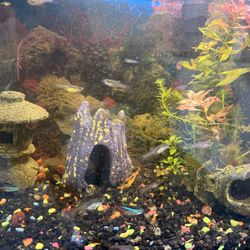 Aquarium Decorations 
