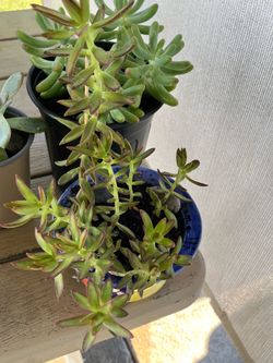 Succulent Plant
