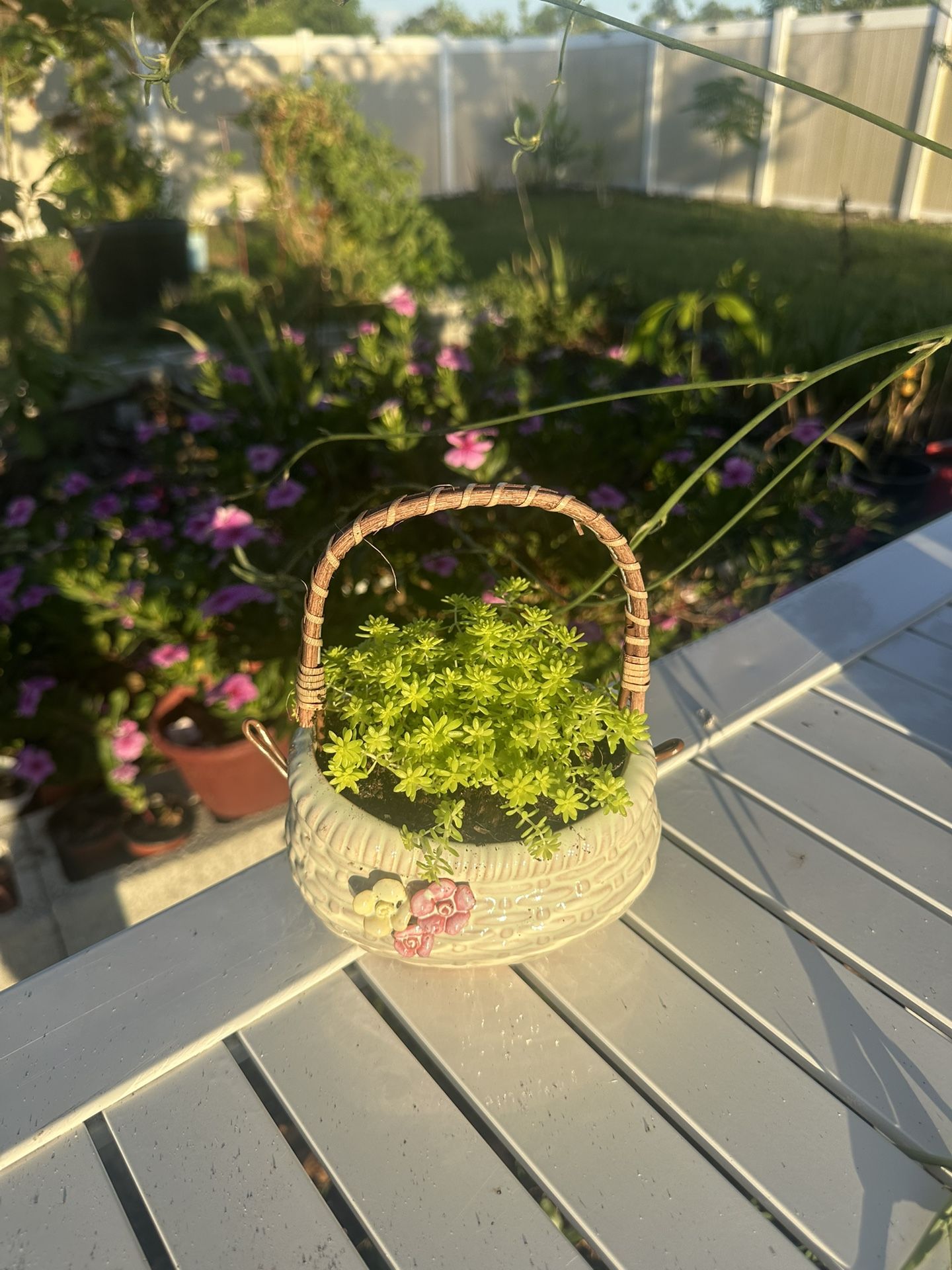 Sedum