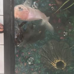 Aquarium, 5 Pretty Fish, Water Filter and stand