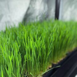 Wheat Grass/ Pet Grass