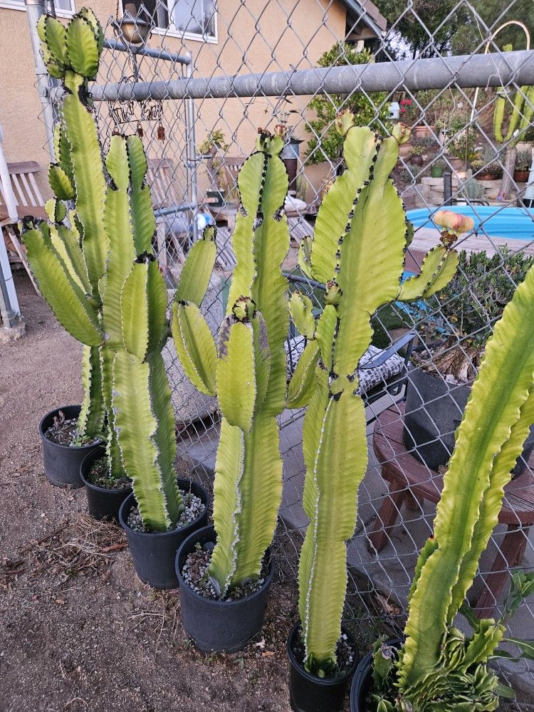 Euphorbia ammak green