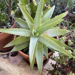 Aloe Succulent Plant