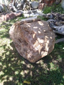 Large driftwood Palm Tree Trunk Stump
