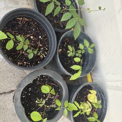 Purple Amethyst Wisteria  Vine 