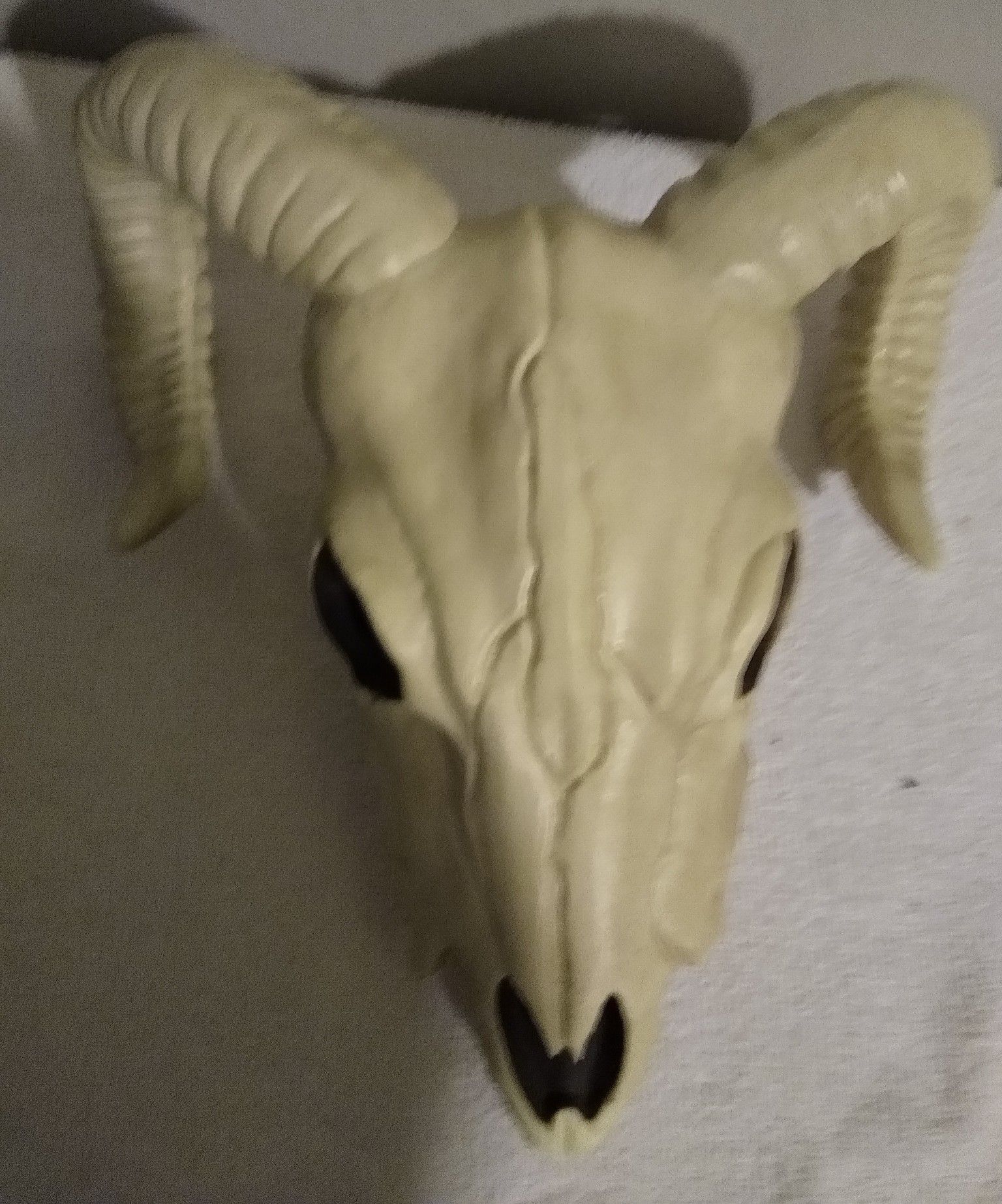 Rams Head I have 2