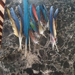 Macaw  Feathers 
