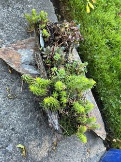 Live Edge Sedum planters 24”x 6” FOREVER LIVING 