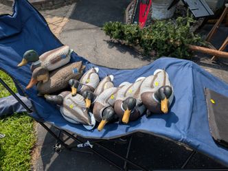 8 Mallard Decoys