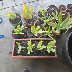 Aloe Vera Plants