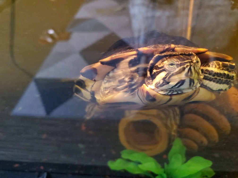 Yellow belly turtle for free! (Includes tank)
