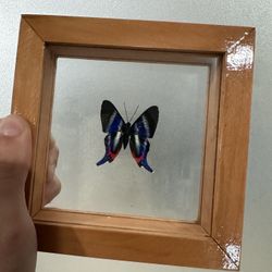 Butterfly Taxidermy Frame