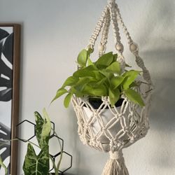 Macrame Plant Basket