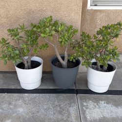 Healthy Jade Plant Only $ 35 Each SWArea