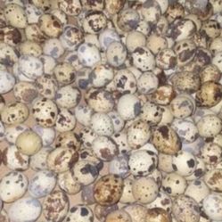 Quails And Quails Eggs 