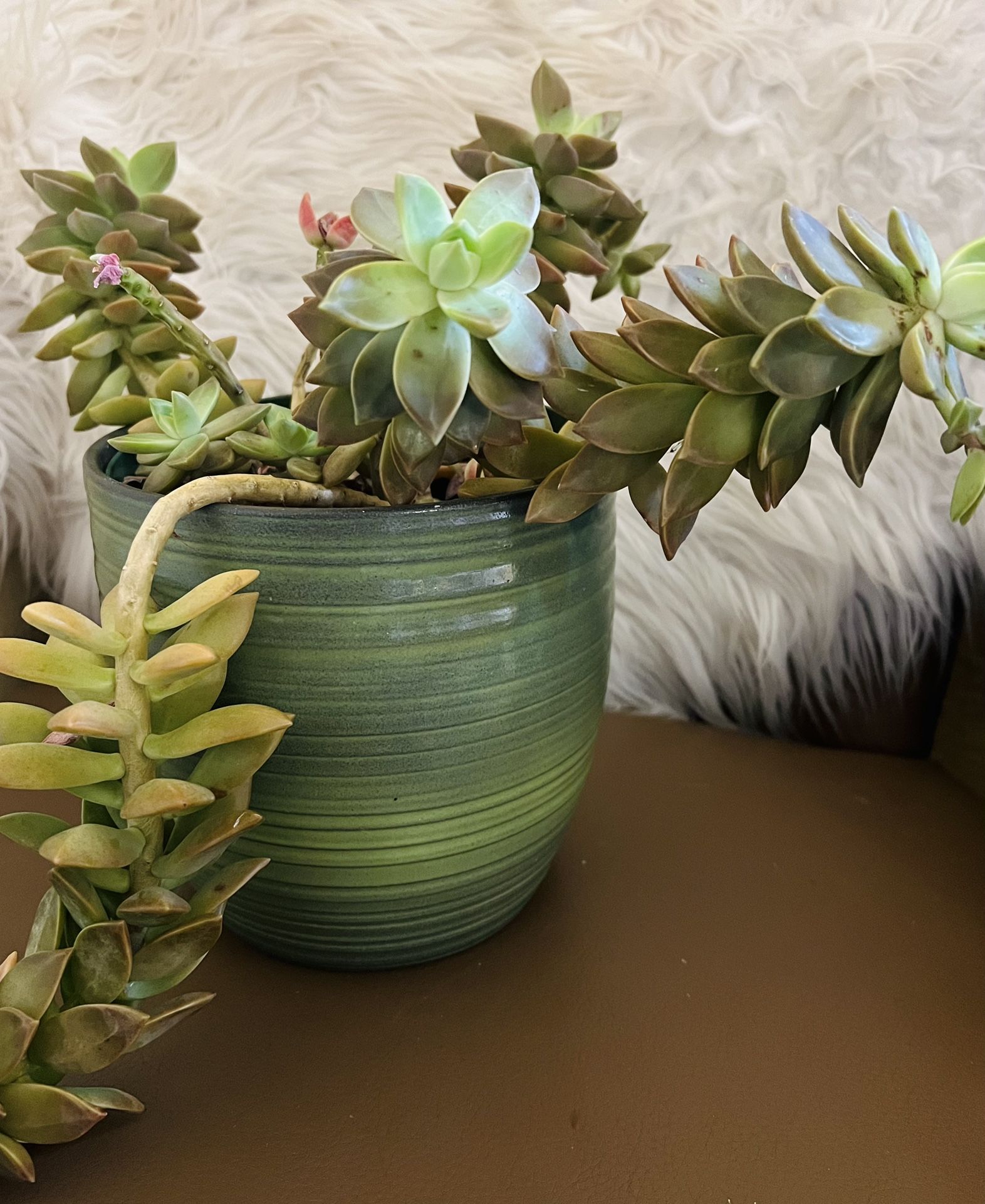 Succulent houseplant, trailing blueish green