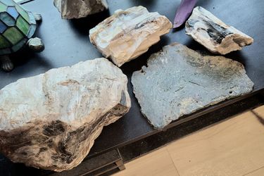 3 differnt Petrified woods