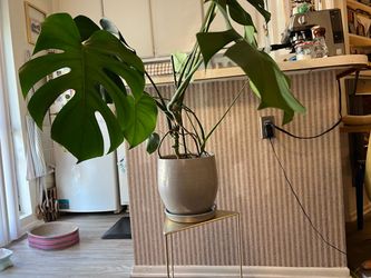 Large Monstera Plant in 9” Crate & Barrel