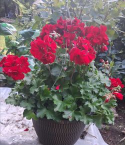 Geranium hanging basket