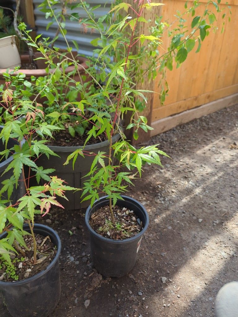 Japanese Maple 