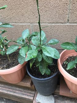 Pomelo plant