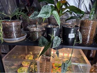 Scindapsus Silver Lady