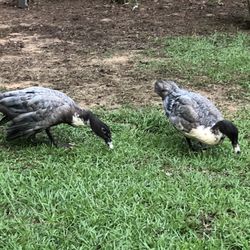 Muscovy 