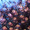 ataquariums