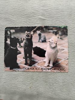 Cute Vintage Hemingway house cats postcard in Margate