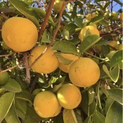 Organic Mexican Limas 