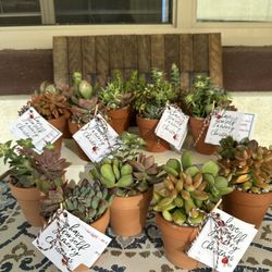 Succulent Arrangements In Terra Cotta Pots - Live Plants 