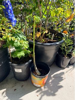 Papaya plant