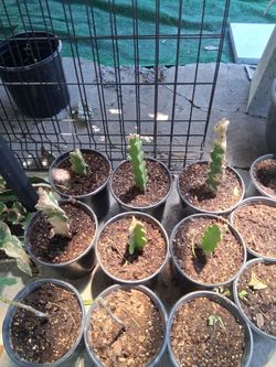 Dragonfruit Plants