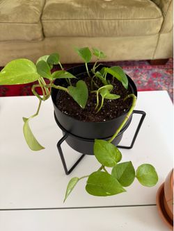 Pothos house plant - medium