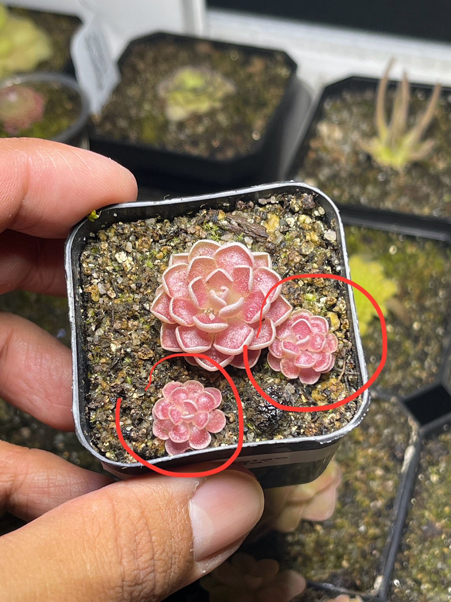 Pinguicula Ehlersiae ‘Victoria’